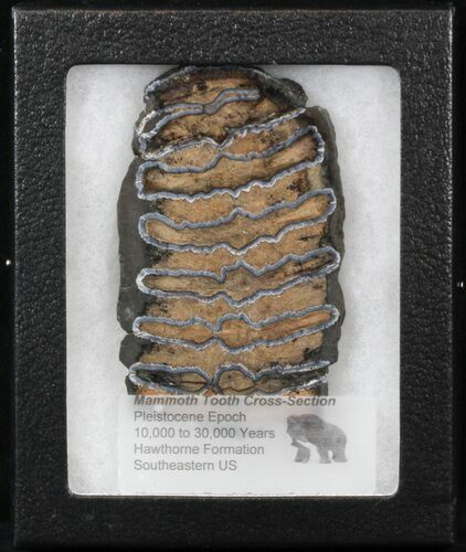 Mammoth Molar Slice - South Carolina #40970